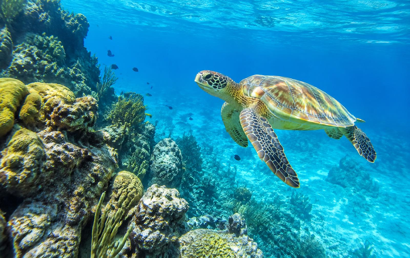 A green sea turtle swimming above a coral reef in clear Caribbean water off Curaçao